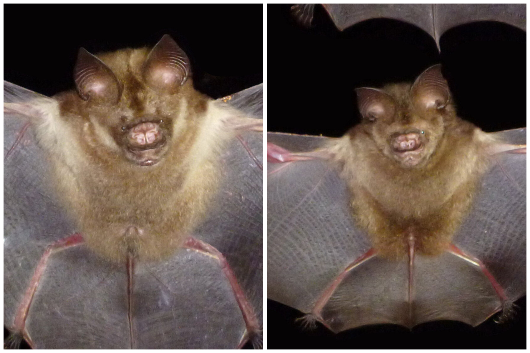 bats are going through a rare evolutionary phenomenon