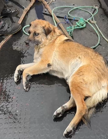 tras 5 días perdido: rescatan a perro ciego que cayó al mar en talcahuano