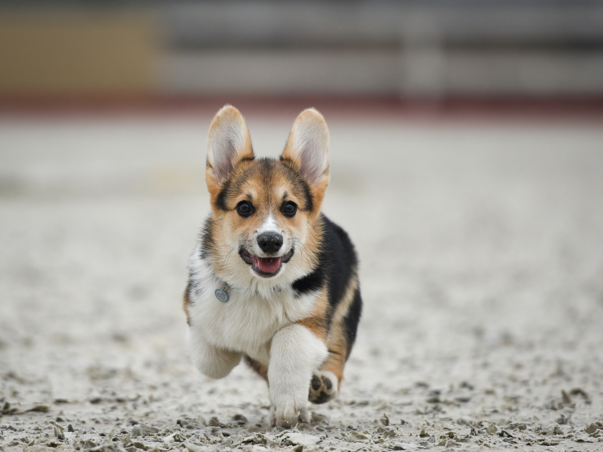 A history of the late Queen's beloved corgis