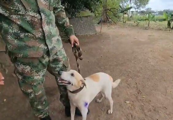 ángel, el perrito sin hogar que salvó la vida de soldados del ejército en guaviare