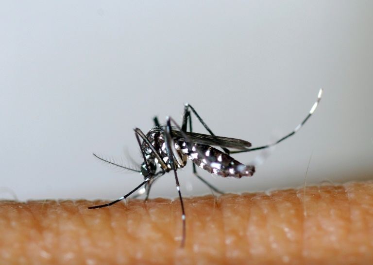 a três meses dos jogos, frança registra recorde de casos importados de dengue