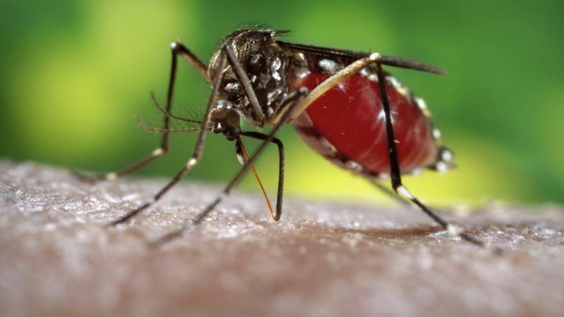 « une situation inédite » : record de cas importés de dengue en france