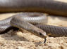 Don’t bring us the snake that bit you, Australian hospital says<br><br>