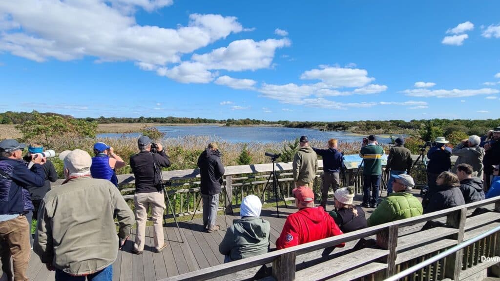 <p>Cape May Point State Park is a haven for birdwatchers, offering opportunities to observe migratory birds, including raptors, shorebirds, and songbirds, as they pass through the area.</p>