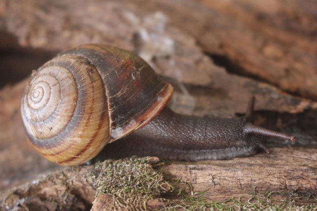 Robert Irwin Is 'Thrilled and Honored' for New Snail Species Discovered ...