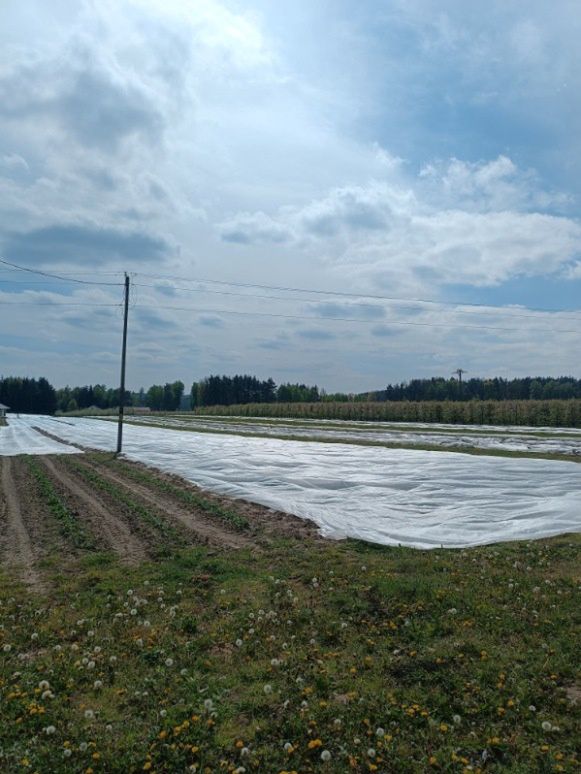 przymrozki demolują polskie sady. najgorzej w dwóch regionach