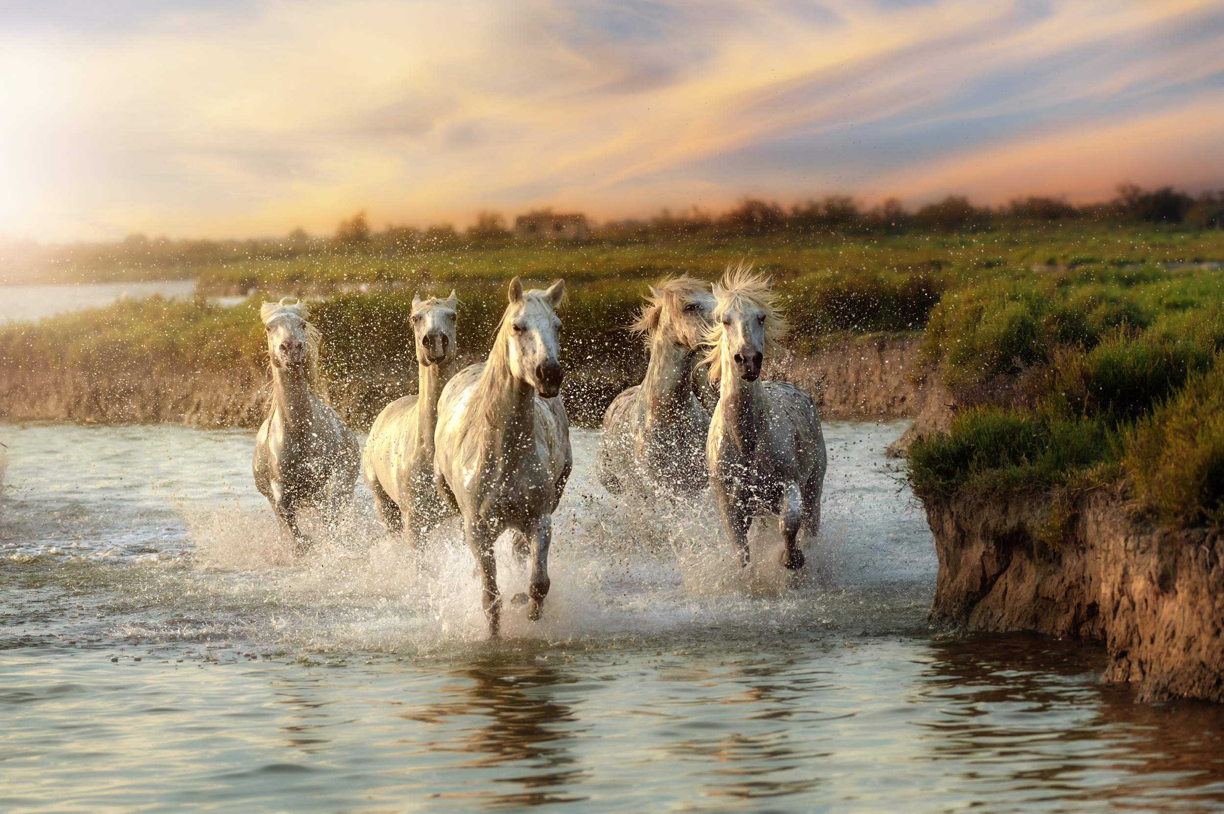 <p>Home to the breed of the same name, this area in the south of France is a beautiful coastal destination. And one that you can enjoy from the back of a true local — a Camargue horse!</p><p><a href='https://www.msn.com/en-us/community/channel/vid-cj9pqbr0vn9in2b6ddcd8sfgpfq6x6utp44fssrv6mc2gtybw0us'>Follow us on MSN to see more of our exclusive lifestyle content.</a></p>