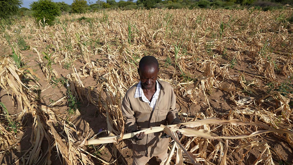 24 millionen menschen betroffen: katastrophenzustand wegen dürre in afrika