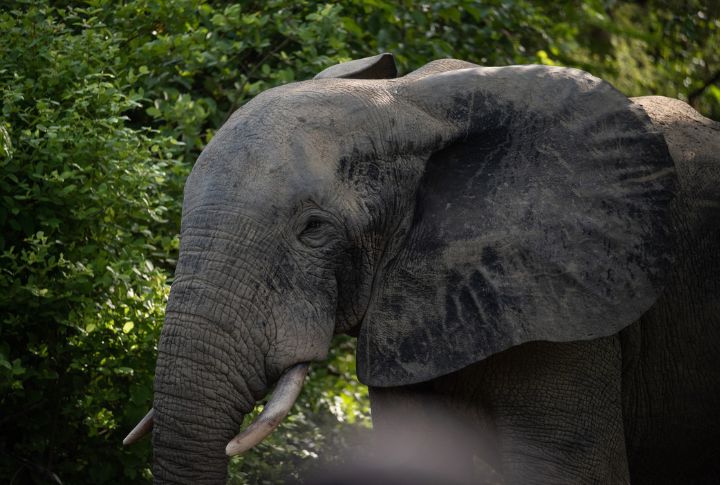 15 Facts About Elephants