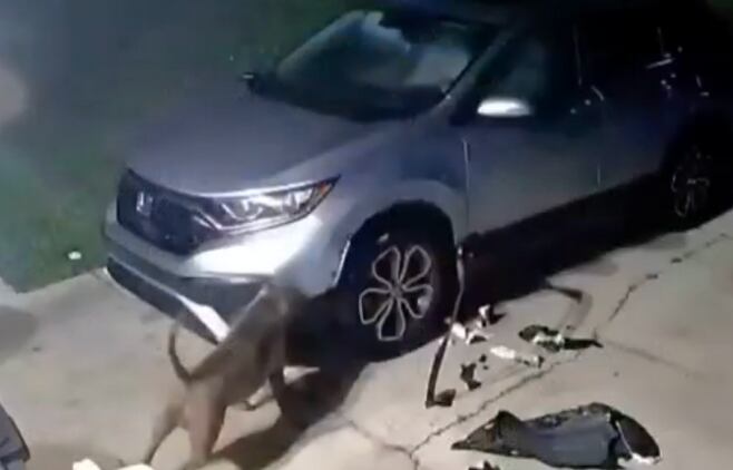 dos pitbull destruyeron auto buscando a una gatita que se escondió en el motor: “destrozarían a un ser humano”