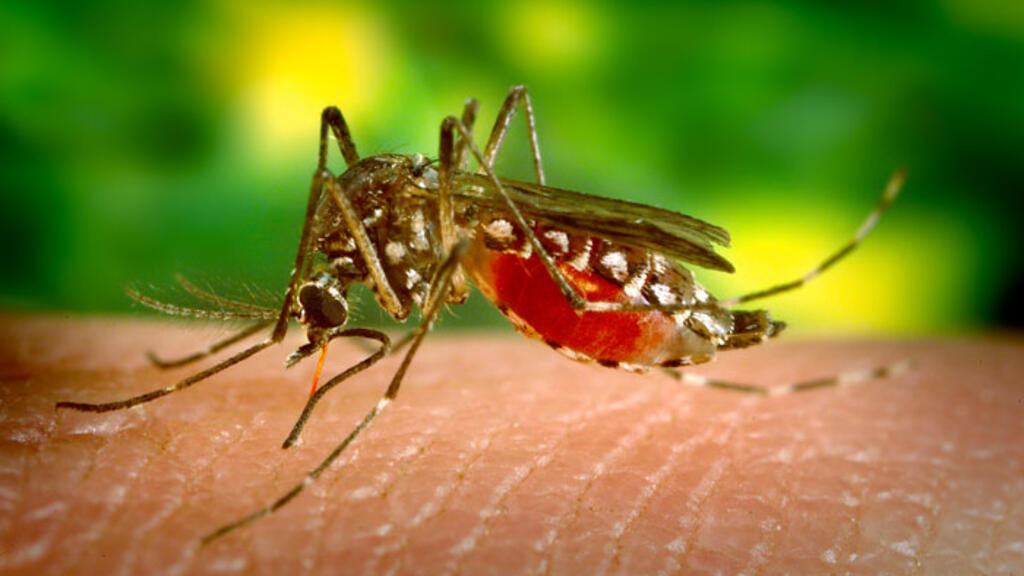 frança registra recorde de casos de dengue importada em 2024 e teme aumento com olimpíadas