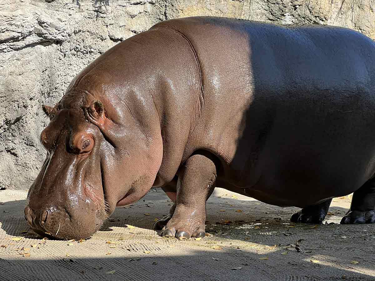 africam safari mandó al zoo de osaka a hipopótamo alfa pero… les salió hembra