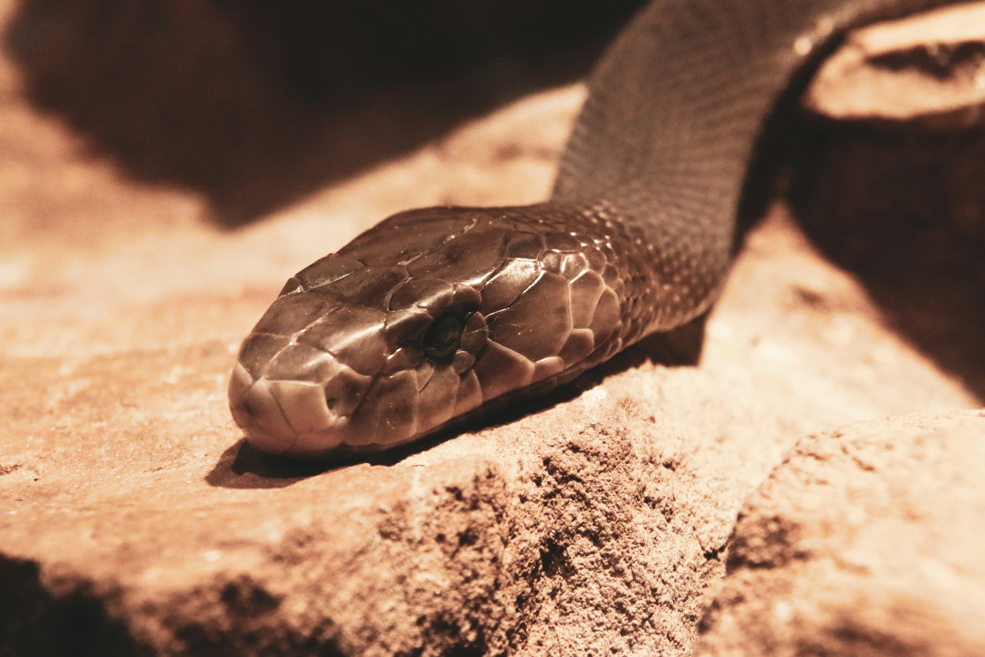 15 Little-Known Facts About Black Mambas