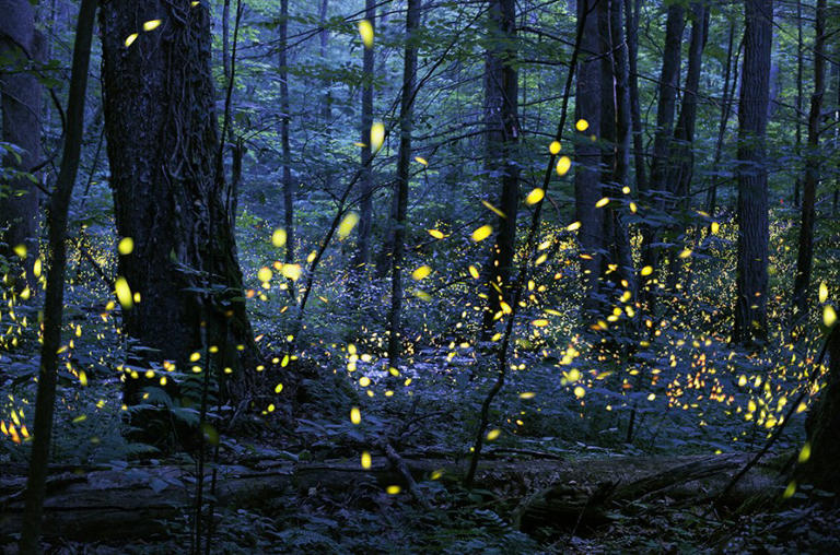 When does the 2024 Great Smoky Mountains synchronous firefly lottery open?