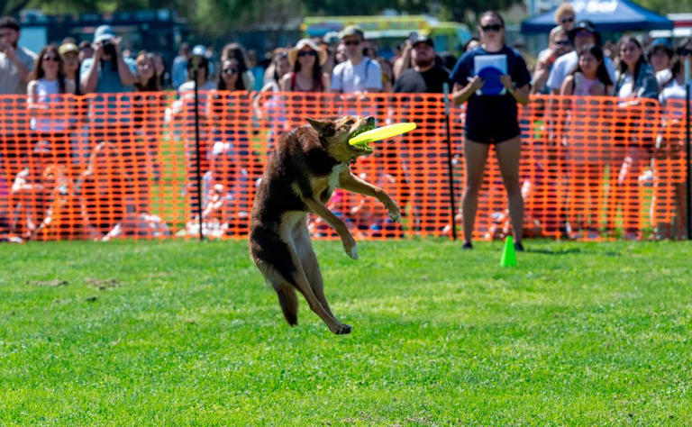 A contender in the Frisbee Dog contest leaps to catch a disc at UC Davis Picnic Day on Saturday.