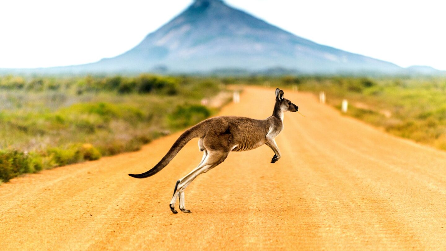 <p>Australia is a vast country that offers many activities and attractions. From scenic walks to snorkeling in the Great Barrier Reef, there is something for everyone to appreciate. Children will be thrilled to encounter exotic animals like koalas, kangaroos, and platypuses not found in their home countries.</p>