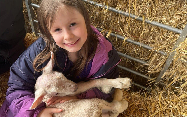 Georgia Powell, four, was struck down with severe sickness and diarrhoea after going in the pens - Irwin Mitchell/SWNS
