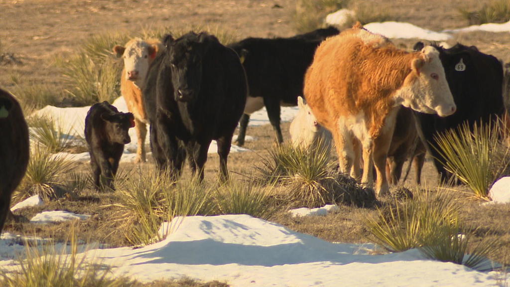 Colorado Ranchers Urge Action From Gov. Polis, Wildlife Officials As ...