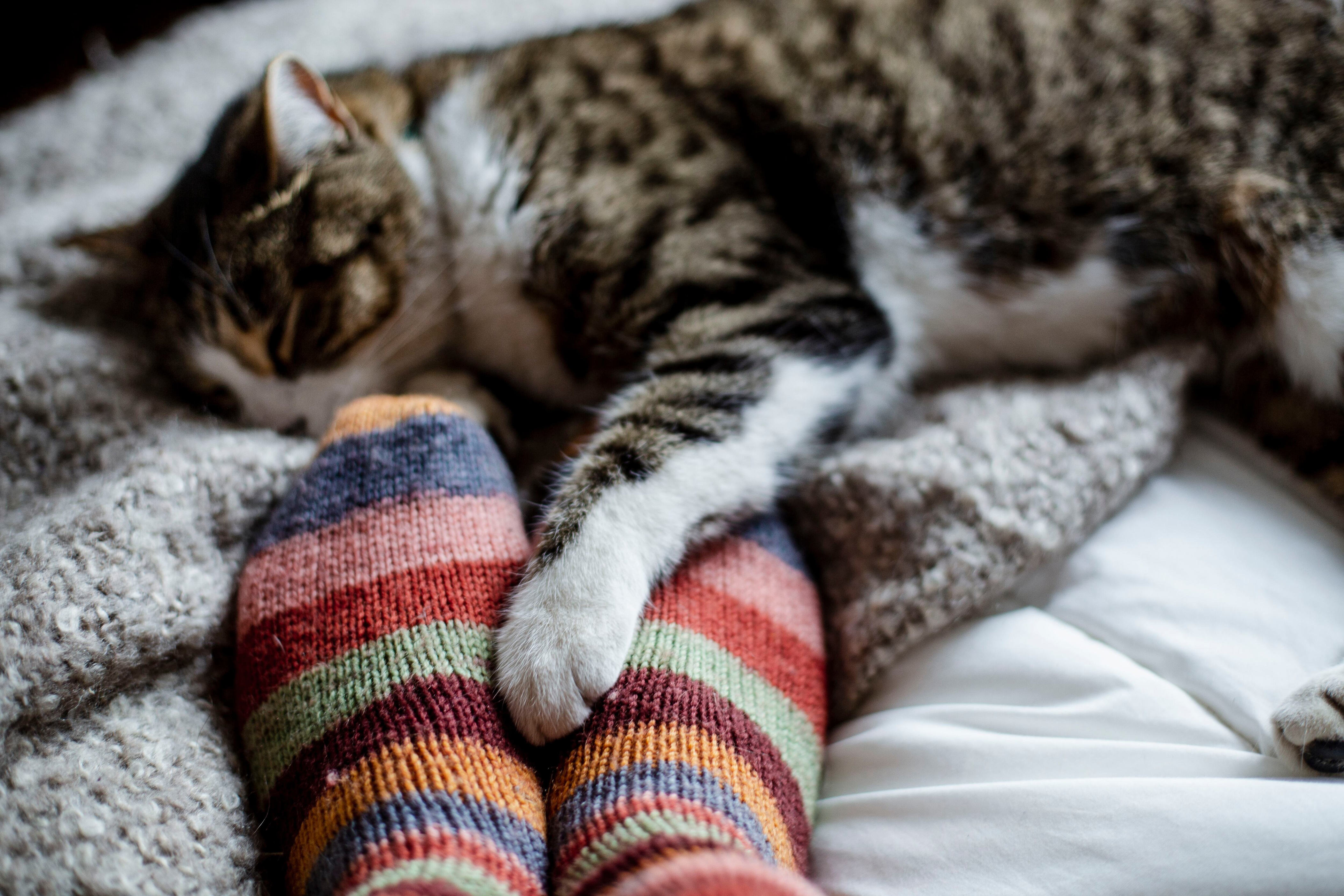 ¿por qué a algunos gatos les gusta dormir sobre las piernas de sus amos?