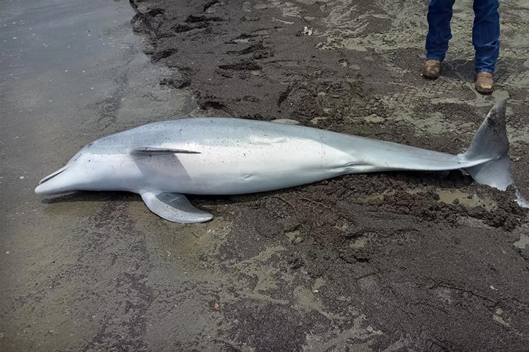 Dolphin found dead on beach with ‘multiple’ bullets lodged in body