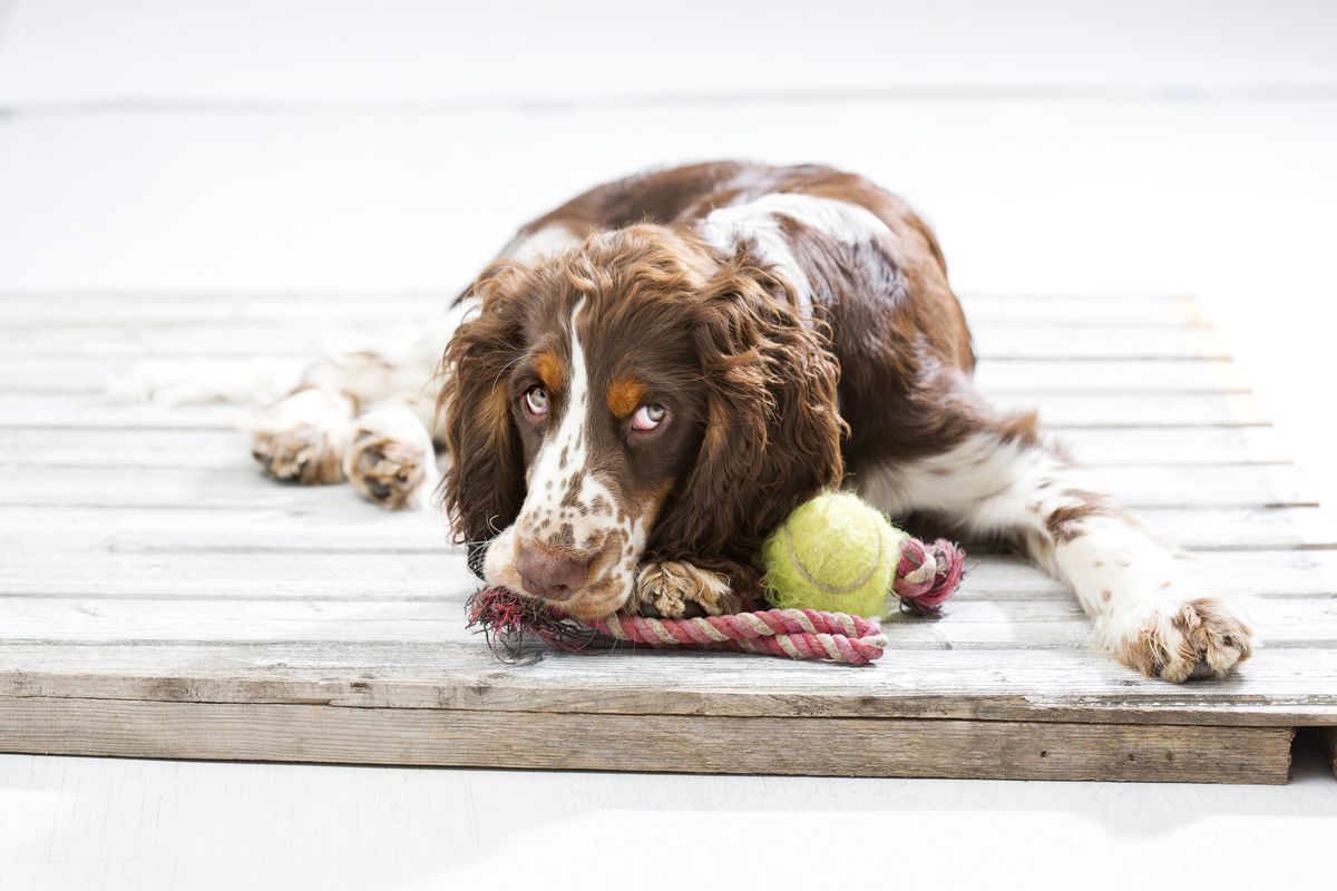 13) English Springer Spaniel