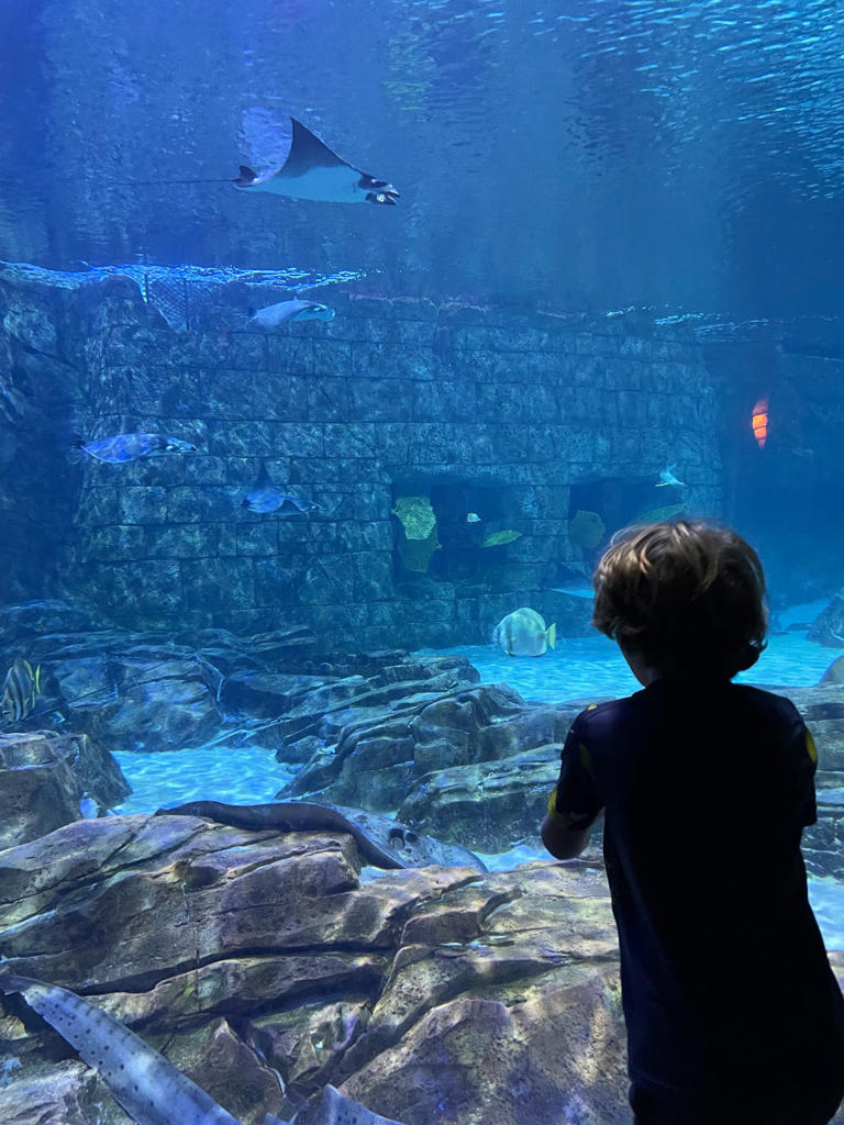 Guide to the Insider Tips When Visiting Seaworld Orlando