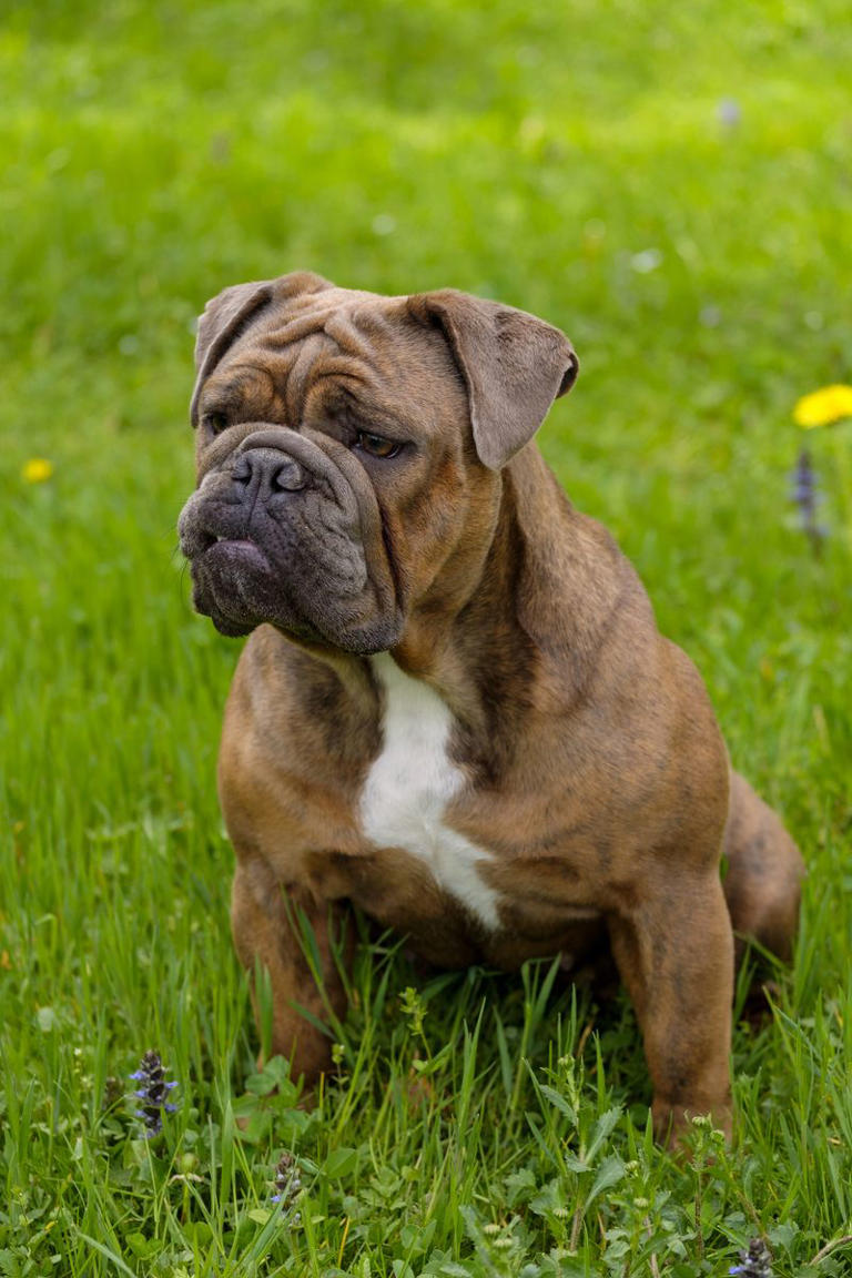 25 medium-sized dog breeds that are easy to love and easy to live with
