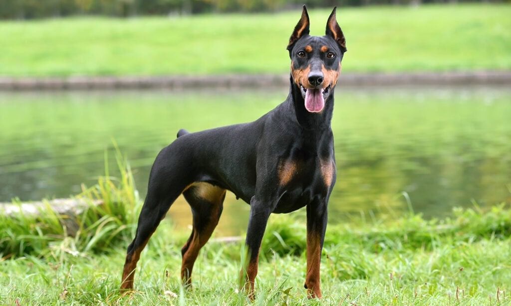 15) German Pinscher