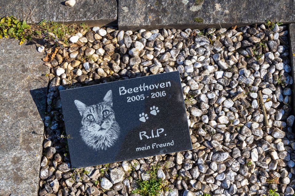 Darf Man Haustiere Im Garten Vergraben