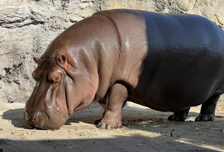 japonya'daki hayvanat bahçesi, 7 yıl sonra fark etti: erkek sanılan hipopotam, dişi çıktı