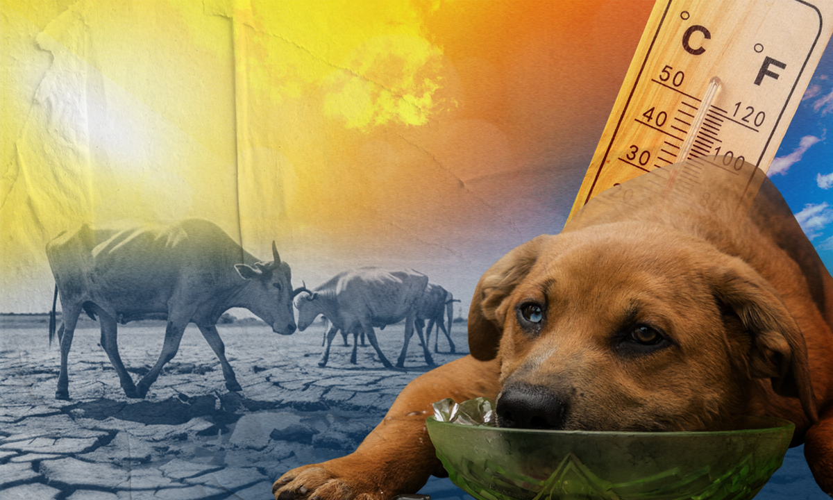 heat nearing 50°c like death sentence for pets, livestock
