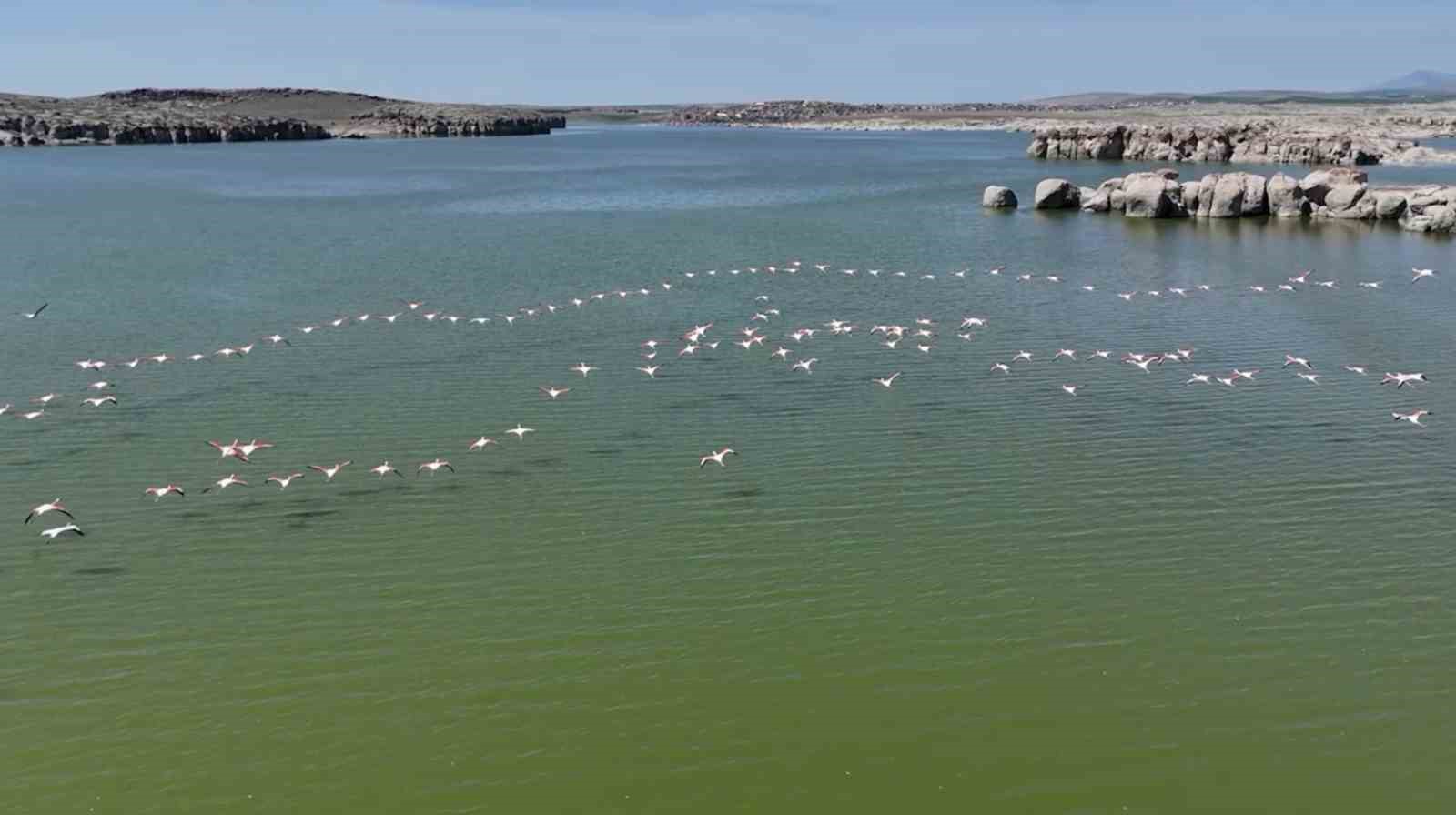 flamingolar kuluçka öncesi eşleşme için mamasın barajında