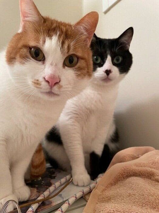 長風呂をする飼い主を見に来る2匹の猫、その行動には理由が。つらいときに寄り添ってくれる「大切な存在」に感謝
