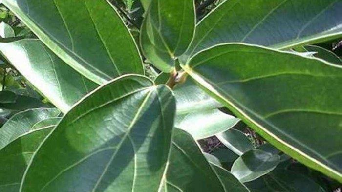 9 khasiat daun cincau hijau untuk kesehatan,efektif cegah diabetes hingga turunkan berat badan