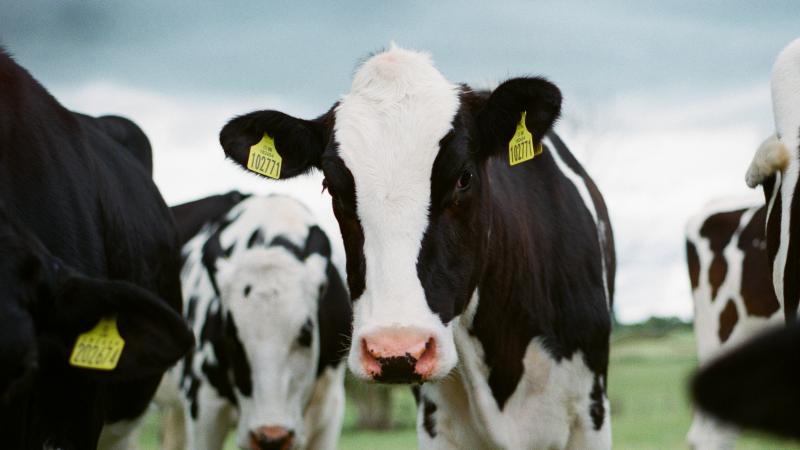 inquiétudes autour d’une nouvelle souche du virus h5n1 : des traces retrouvées dans du lait de vache pasteurisé