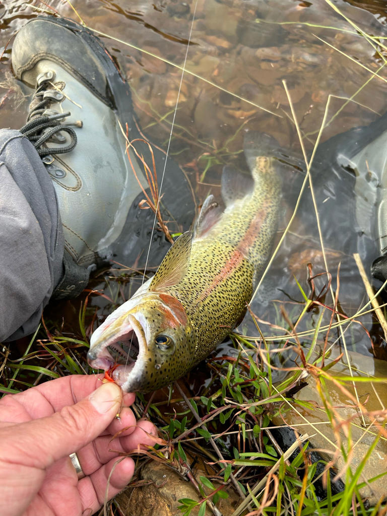 A weekend of trout fishing in leopard country is a reminder that SA ...