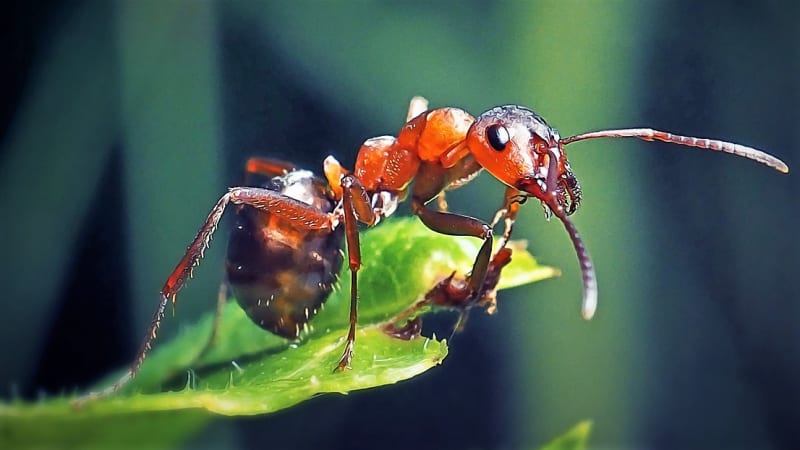 jak se šetrně zbavit mravenců v zahradě, aby neškodili? mraveniště přestěhujte