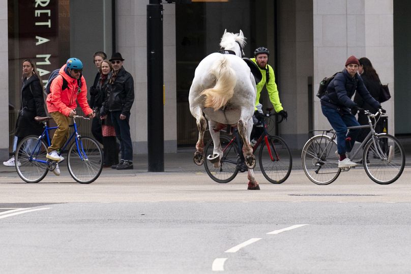 αναστάτωση στο λονδίνο: ξέφυγαν στους δρόμους άλογα του βρετανικού στρατού