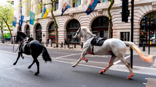 2 of the 4 horses that broke free in central London had surgery, British Army says<br><br>