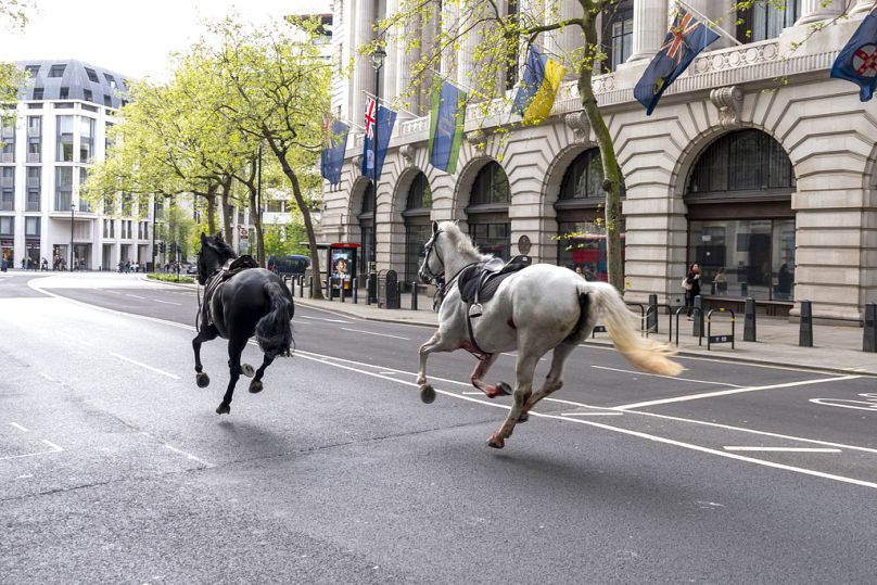 αναστάτωση στο λονδίνο: ξέφυγαν στους δρόμους άλογα του βρετανικού στρατού