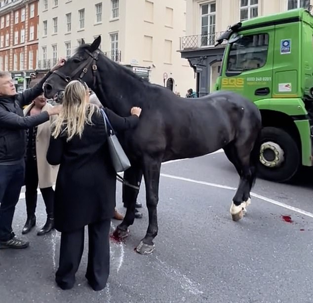 taxi driver reveals his 'shock' after loose horse smashed into his car