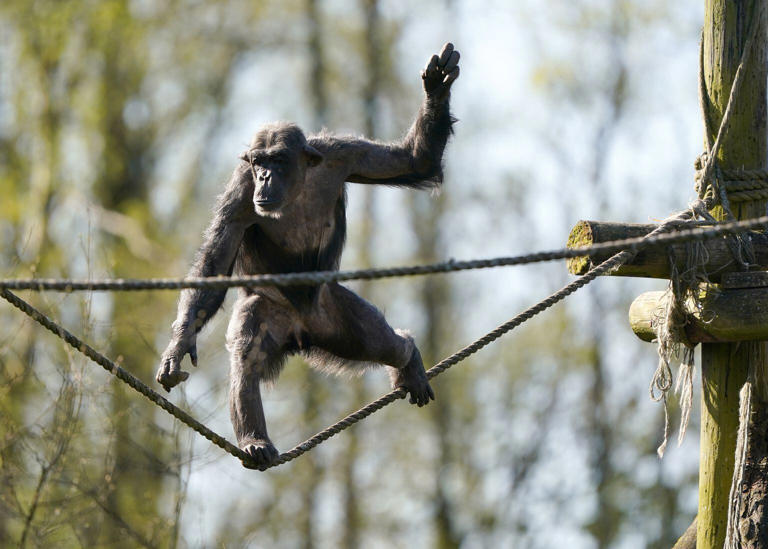 Peter, a 31-year-old male chimpanzee, has been settling into his new home