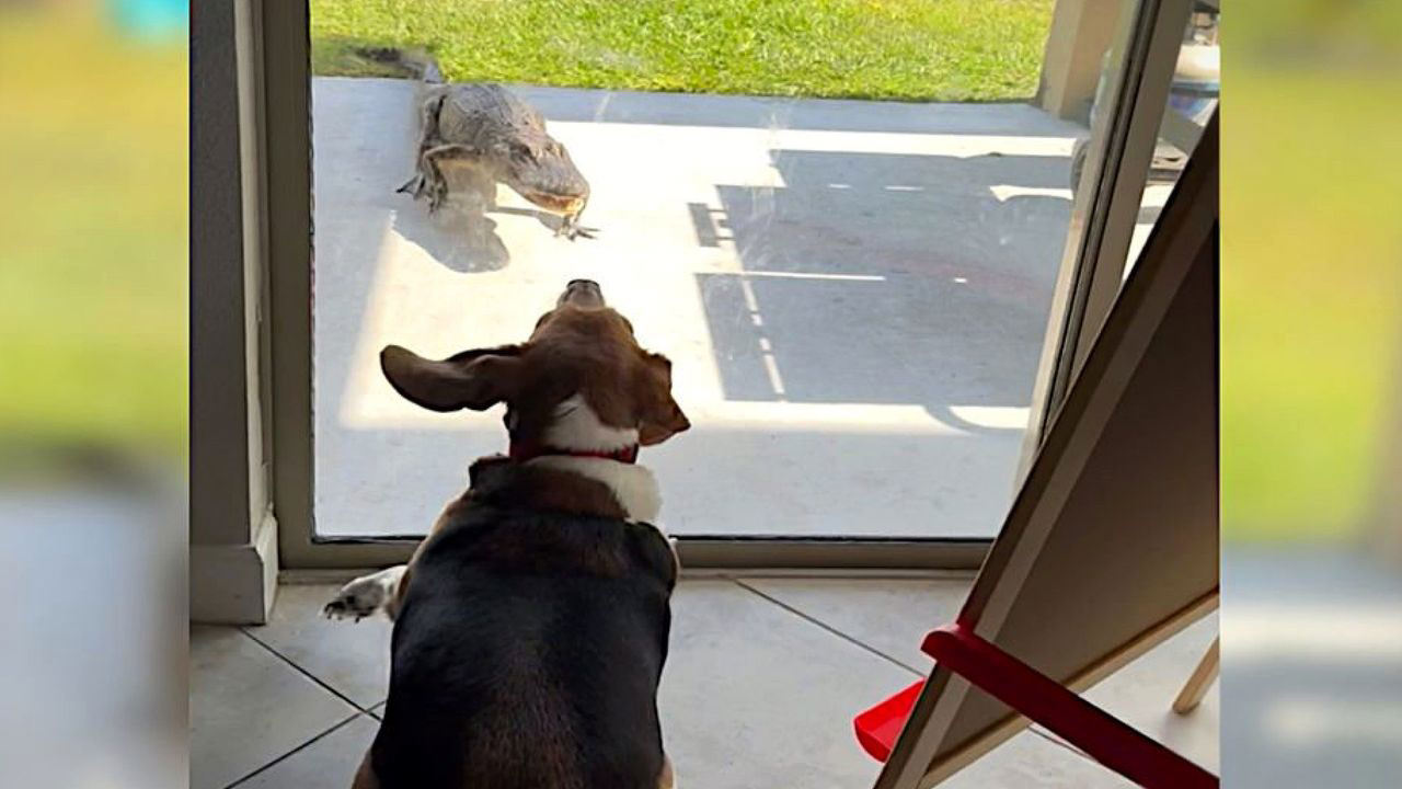 Florida residents scare off alligator – with a barking beagle | Watch
