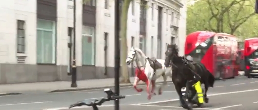 cavalli dell’esercito in fuga, panico e feriti a londra: il video. al galoppo in mezzo al traffico