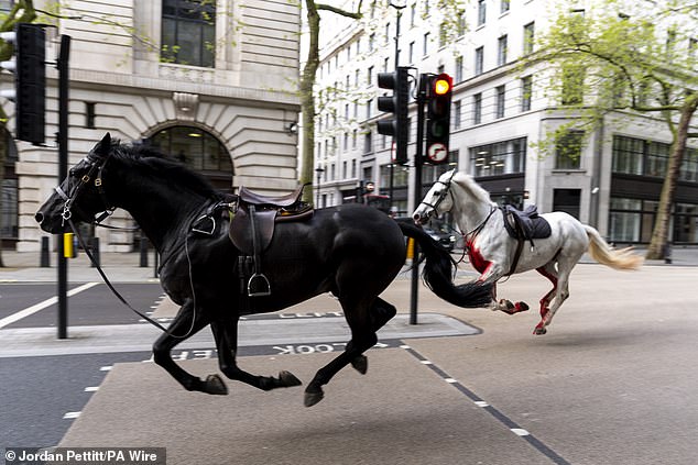 taxi driver reveals his 'shock' after loose horse smashed into his car