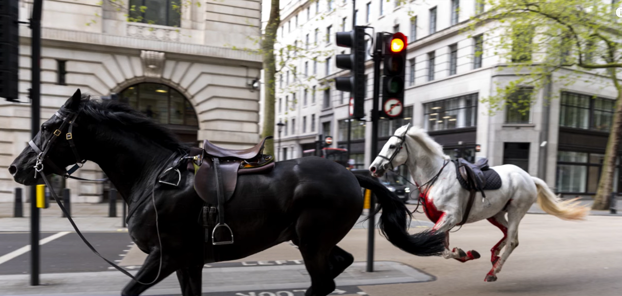 zwei pferde nach vorfall in london in ernstem zustand