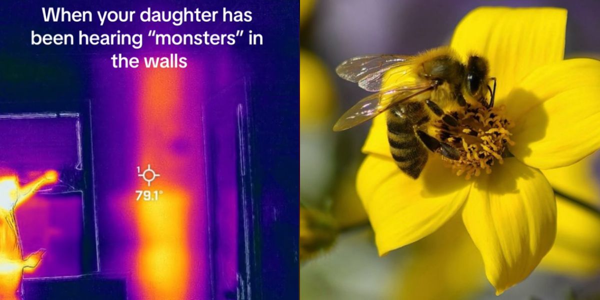 nainen löytää 50 000 mehiläistä piilotettuna talonsa seinään, ja video leviää viraaliksi