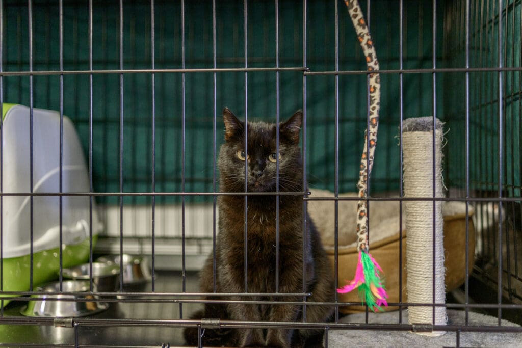 <p>Make sure escape routes around your house are all blocked off. Make sure that your cat always wears a collar with an ID tag. Some experts recommend a tag that says “call my owner” with your contact info.</p>