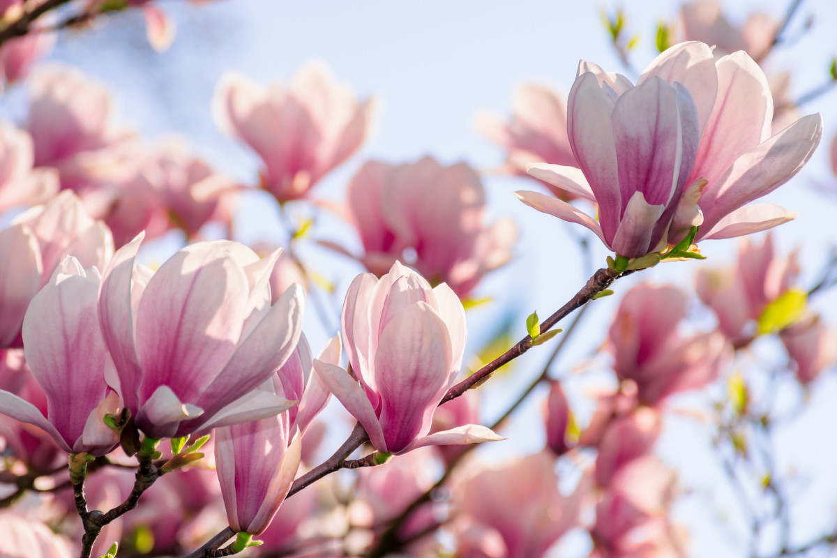 have magnolia trees? here's what to do with fallen petals