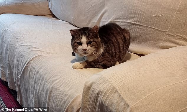 finn the cat is reunited with his owner 12 years after going missing